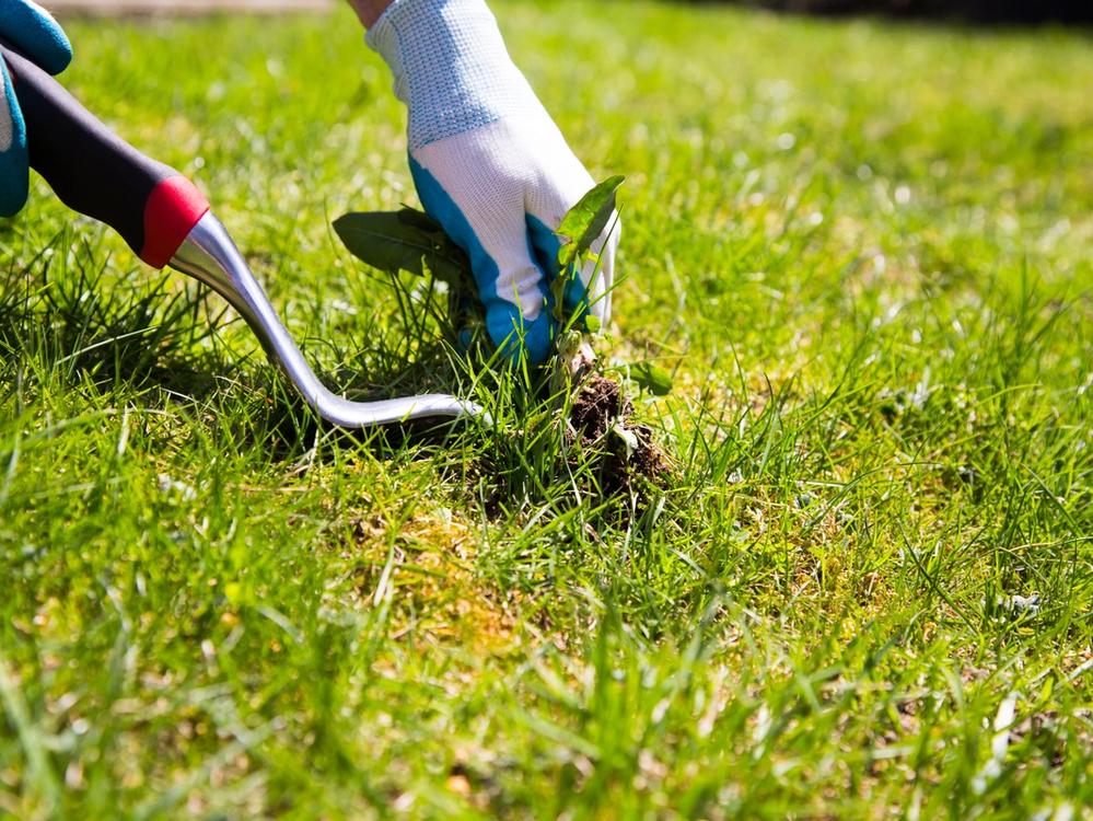 The Power of the Propane Gas Torch Kit: From Weeds to a Beautiful Lawn