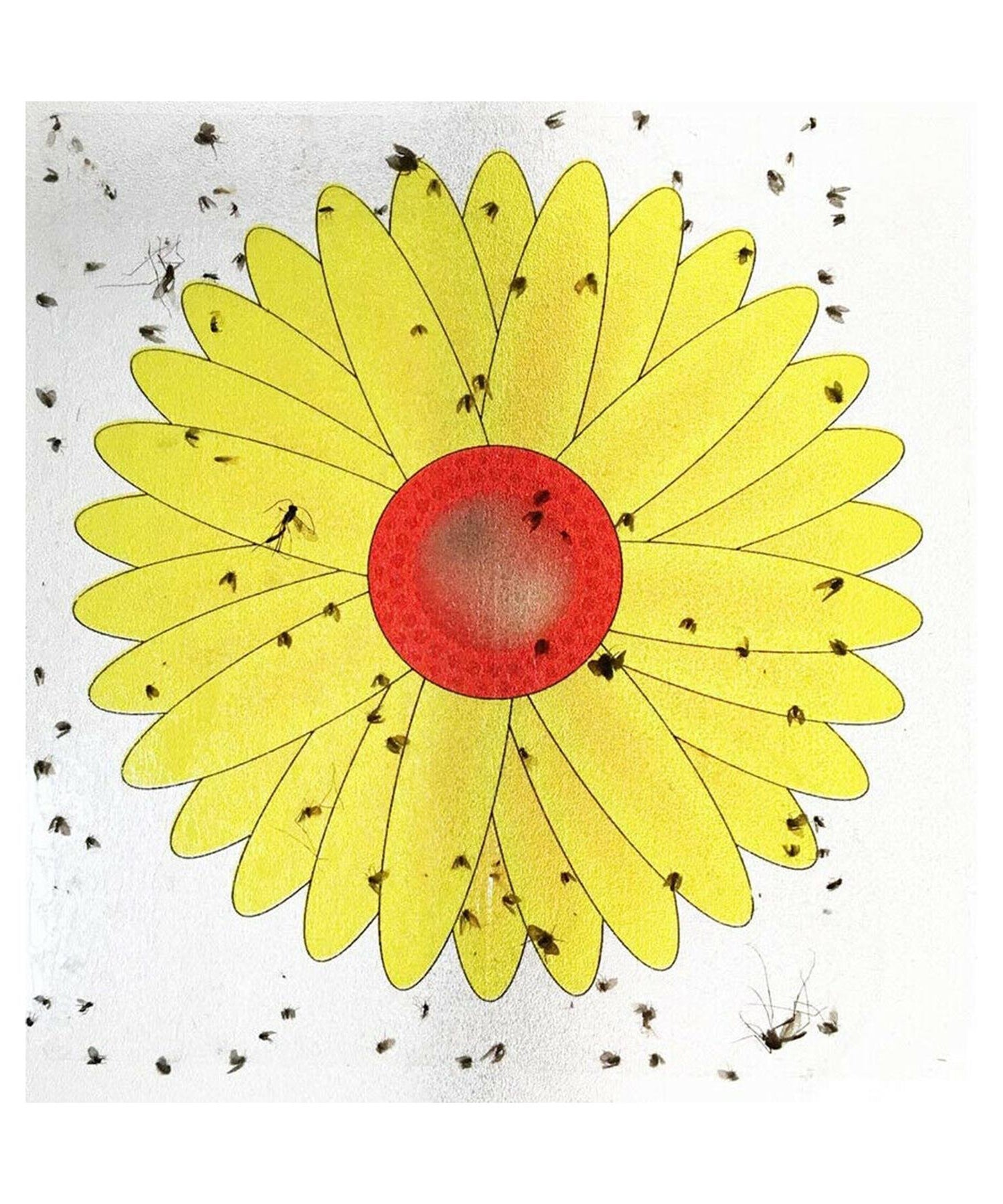 Window Traps,Insect Killer Papers,,Indoor